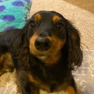 Meet your Posher, Olivia